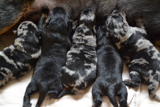 De L'Allée Des Bois - Tous nos chiots ont une famille!