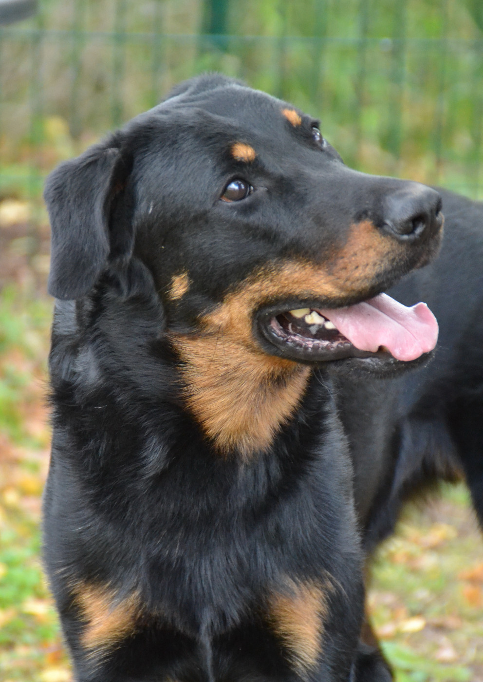 Vidarr le Rouge De L'Allée Des Bois