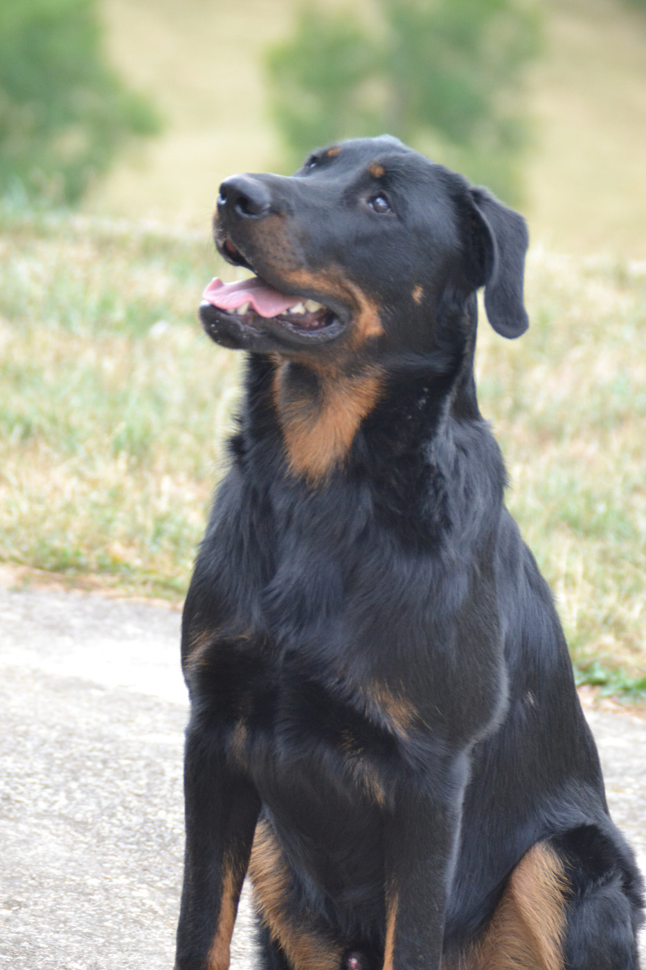 Valinor De L'Allée Des Bois