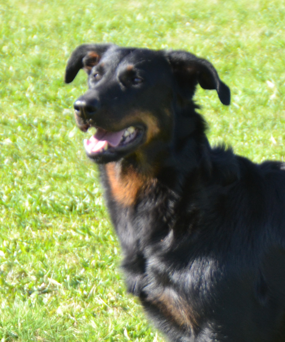 CH. Tale of Queen De L'Allée Des Bois