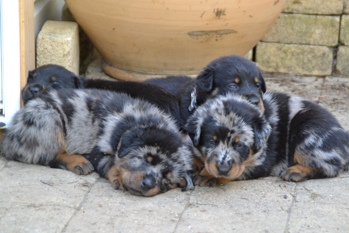 2 mariages en janvier à L'Allée des Bois