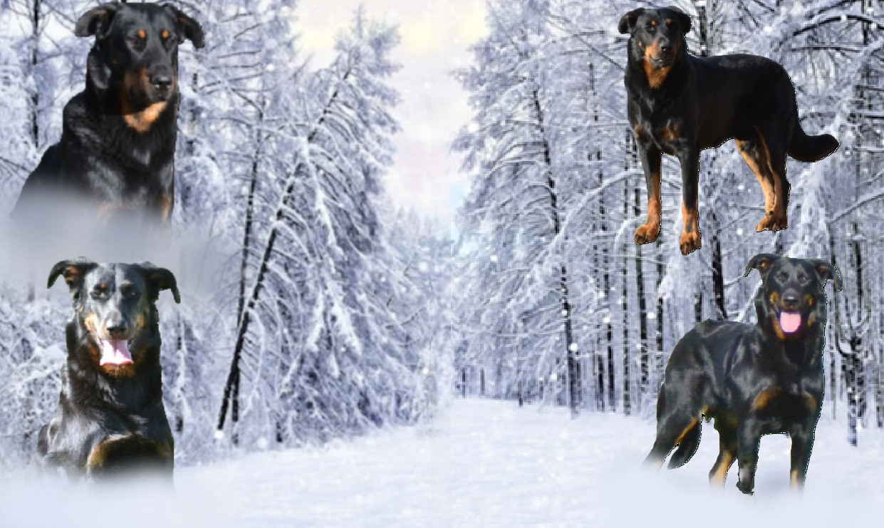 Mariage en janvier 2026 de la Multi Championne Tale of Queen de l'Allée des Bois.