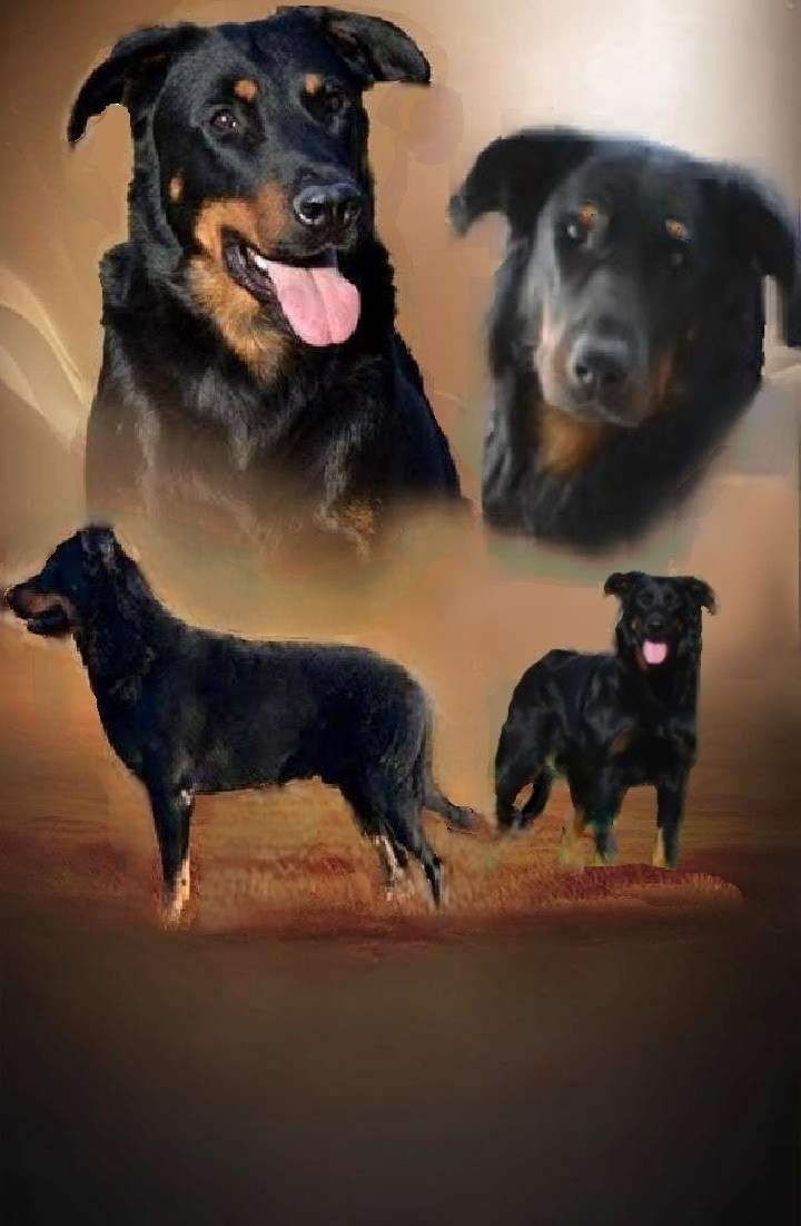 Naissances chiots en mars