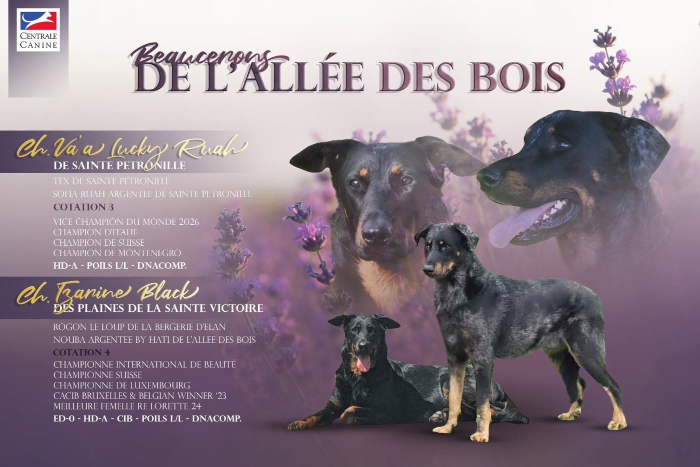 Superbe mariage entre notre Multi Championne Noir et feu Tzarine et le Vice Champion du Monde Arlequin Va'A