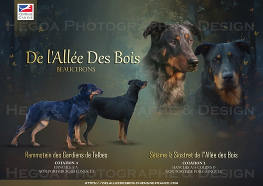 Mariage noir et feu et arlequin, chiots à naître mi-août