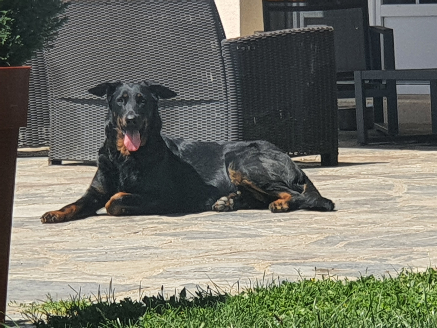 Naissances chiots pour l'été