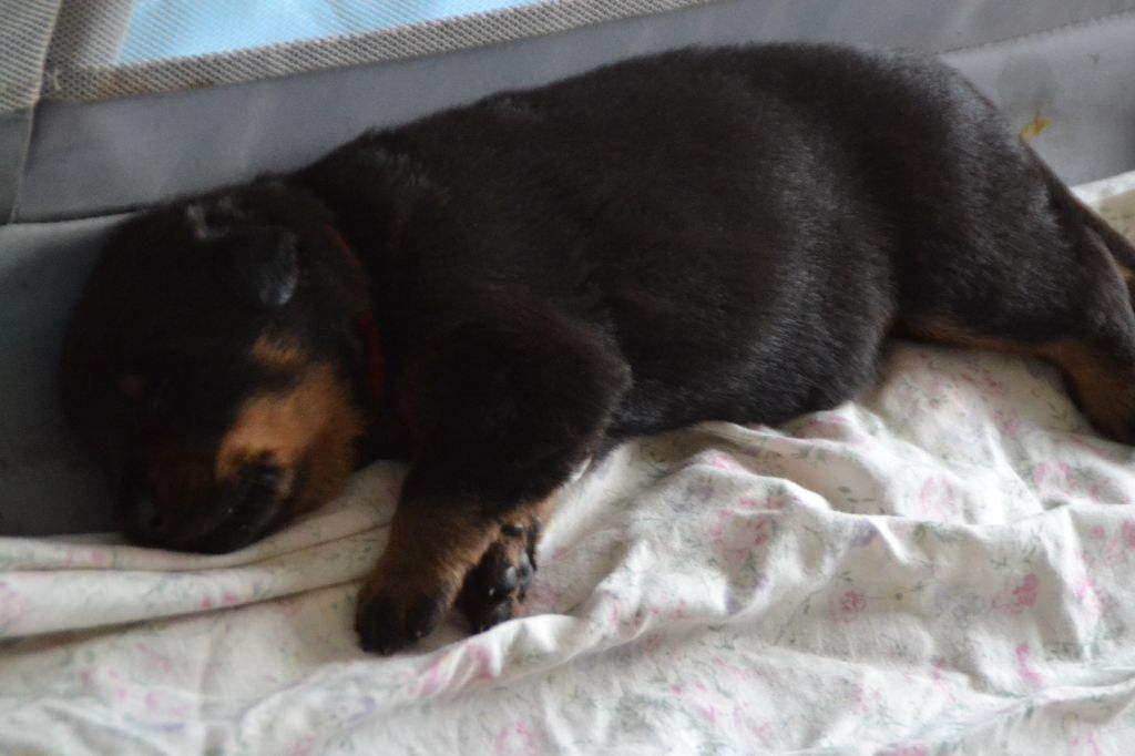 Les superbes chiots de Tzarine et Pérac