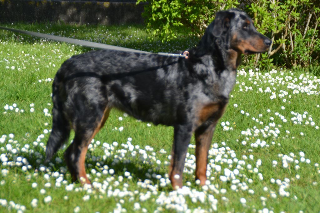 Néo-Queen Championne du Luxembourg