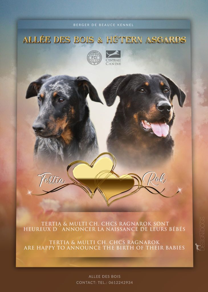 De L'Allée Des Bois - Naissance des chiots de Tertia